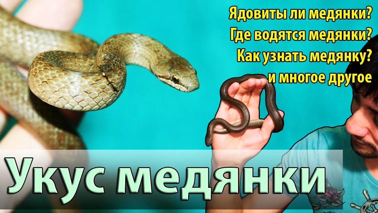 Медянка укус фото Медянки ядовитые или нет? Проверим этот факт на себе - YouTube