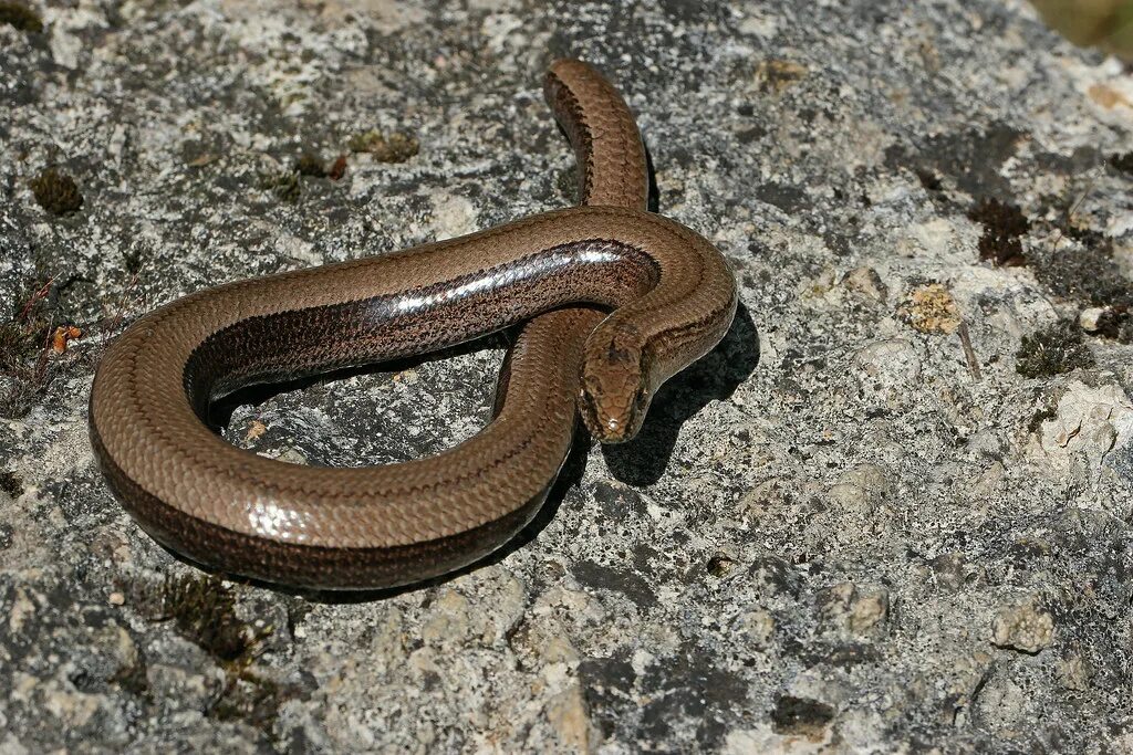 Медянка змея краснодарский край фото Anguis fragilis by Seb Sébastien Renoir Flickr