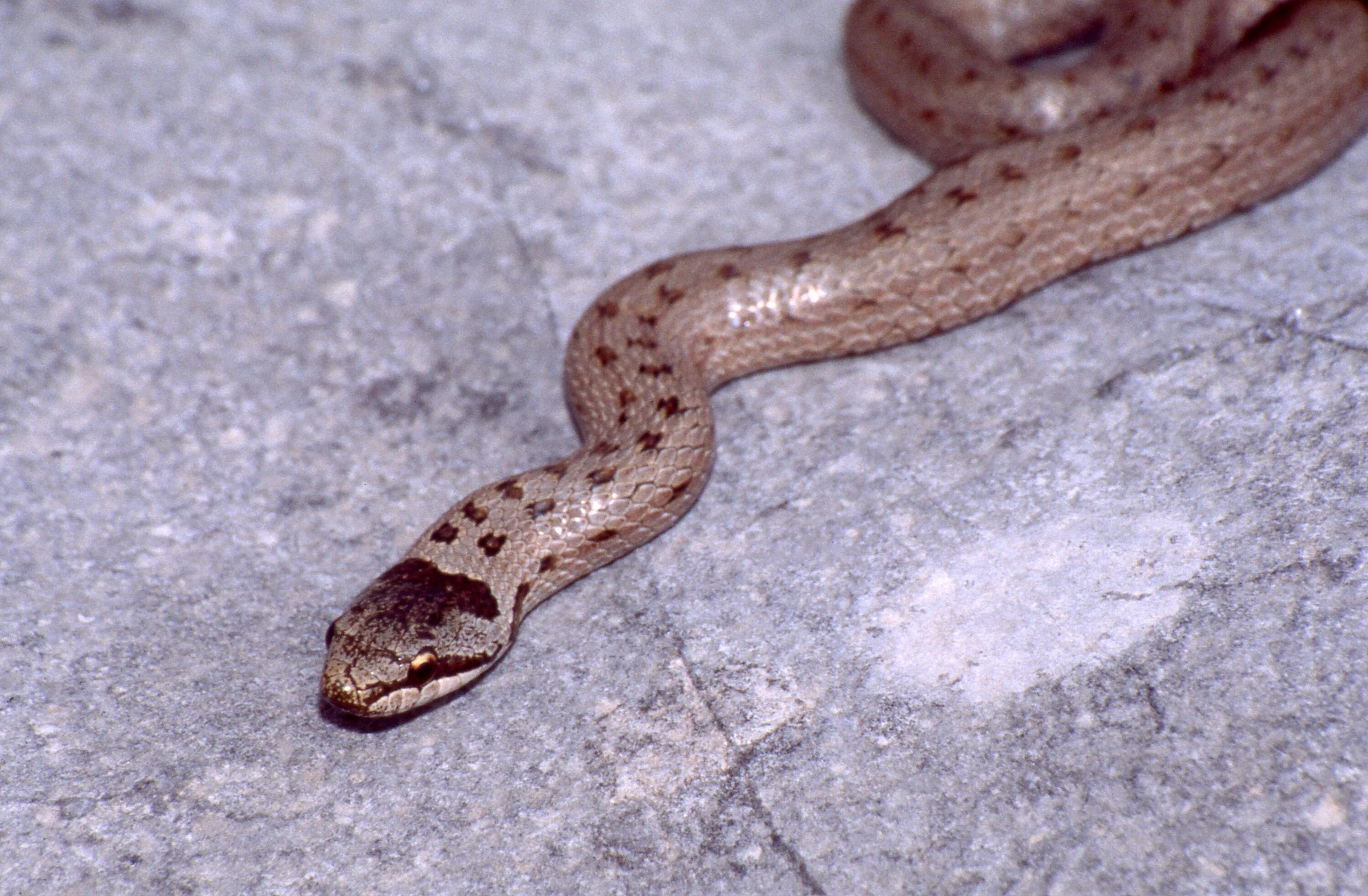 Медянка змея краснодарский край фото File:Smooth Snake (Coronella austriaca) (44531299031).jpg - Wikimedia Commons