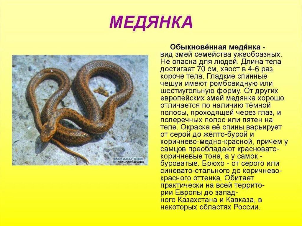 Медянка змея ленинградская область фото и описание Медянка фото - DelaDom.ru
