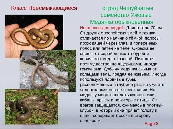 Медянка змея ленинградская область фото и описание Вечернее... Ей достаётся от малограмотных людей, как никому. Какими только байка