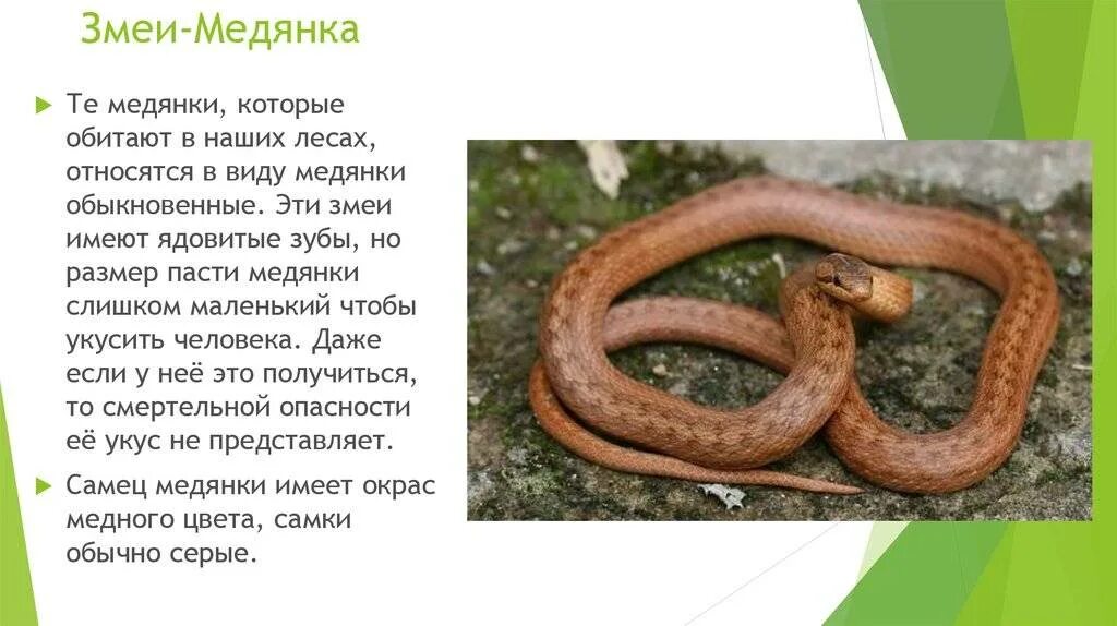 Медянка змея ленинградская область фото и описание Картинки ОПАСНА ЛИ ЗМЕЯ МЕДЯНКА
