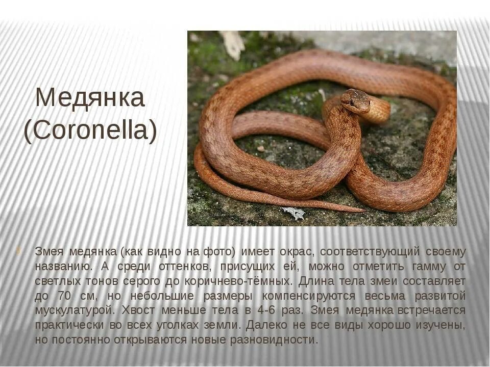 Медянка змея ленинградская область фото и описание Медянка фото и описание: найдено 85 картинок