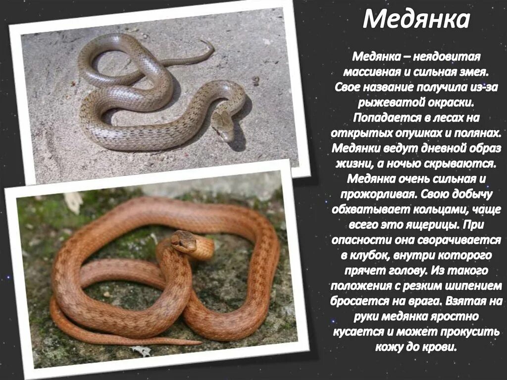 Медянка змея ленинградская область фото и описание Редкие и исчезающие виды животных нашего края - презентация онлайн