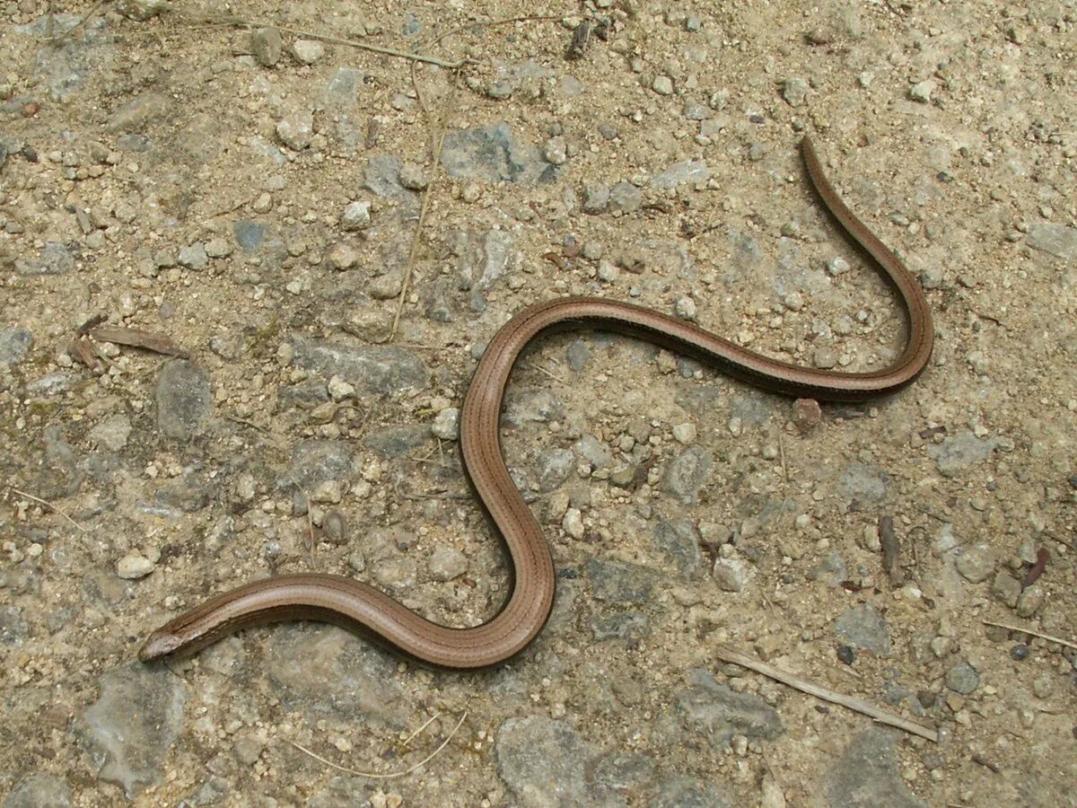 Медянка змея ленинградская область фото и описание Αρχείο:Anguis fragilis 20060712-01.jpg - Βικιπαίδεια