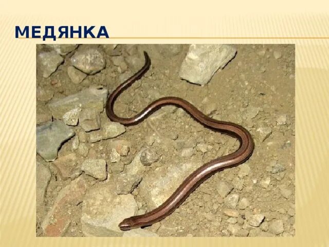 Медянка змея опасна ли для человека фото Викторина "Это интересно" по спецкурсу "Культура добрососедства" - внеурочная ра