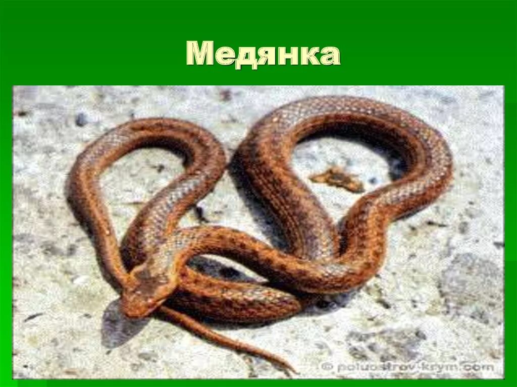 Медянка змея опасна ли для человека фото Картинки ОПАСНА ЛИ ЗМЕЯ МЕДЯНКА