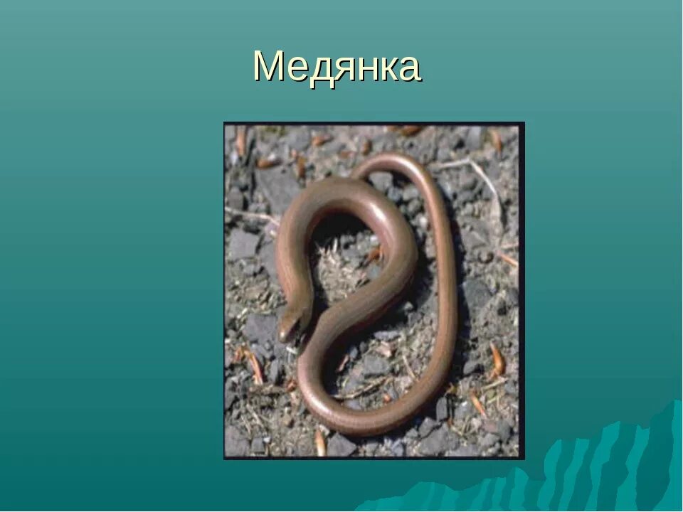 Медянка змея опасна ли для человека фото Медянка ядовитая фото - ViktoriaFoto.ru