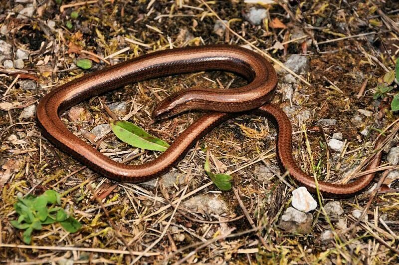 Медянка змея опасна ли фото Anguis fragilis s.l., Slow Worm, photo fid8023 Balcanica.info