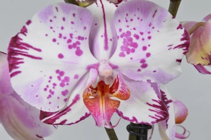 Мэджик арт фото Орхидея Магик Арт Magic Art Орхидея, Орхидеи