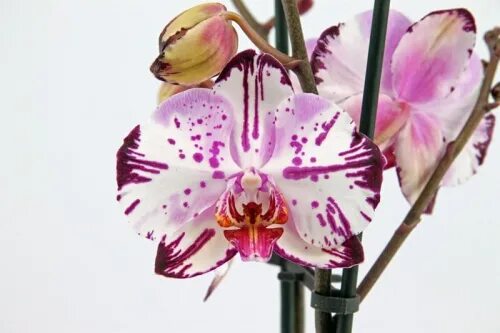 Мэджик арт фото Орхидея фаленопсис Меджик арт 2 ств. в Москве - "Коллекция Цветов"
