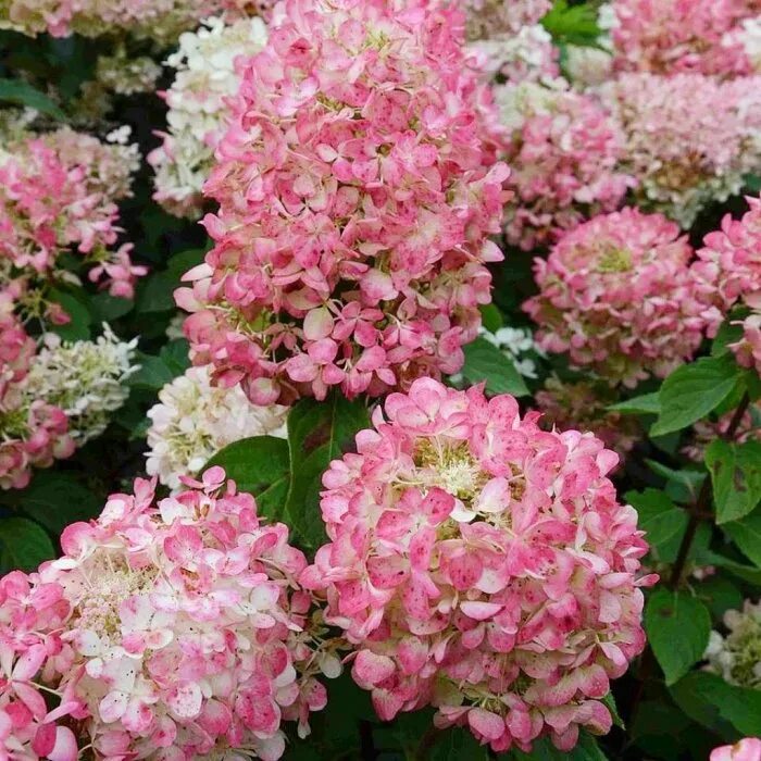 Мэджик гортензия метельчатая описание и фото Гортензия метельчатая Hydrangea paniculata "Magical Fire" Сибирские газоны - Сиб