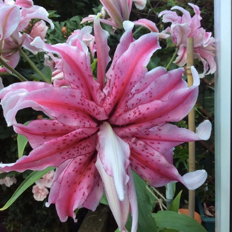 Мэджик стар фото Lilium 'Magic Star', Lily 'Magic Star' (Oriental) - uploaded by @shelleyB