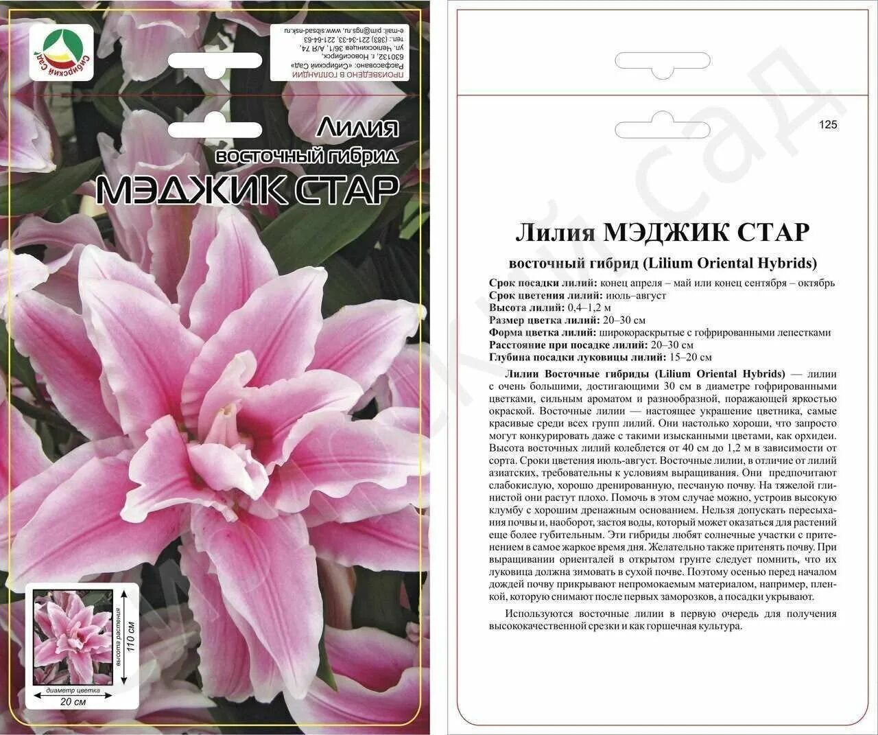 Мэджик стар фото Мэджик стар - MosRosa.ru