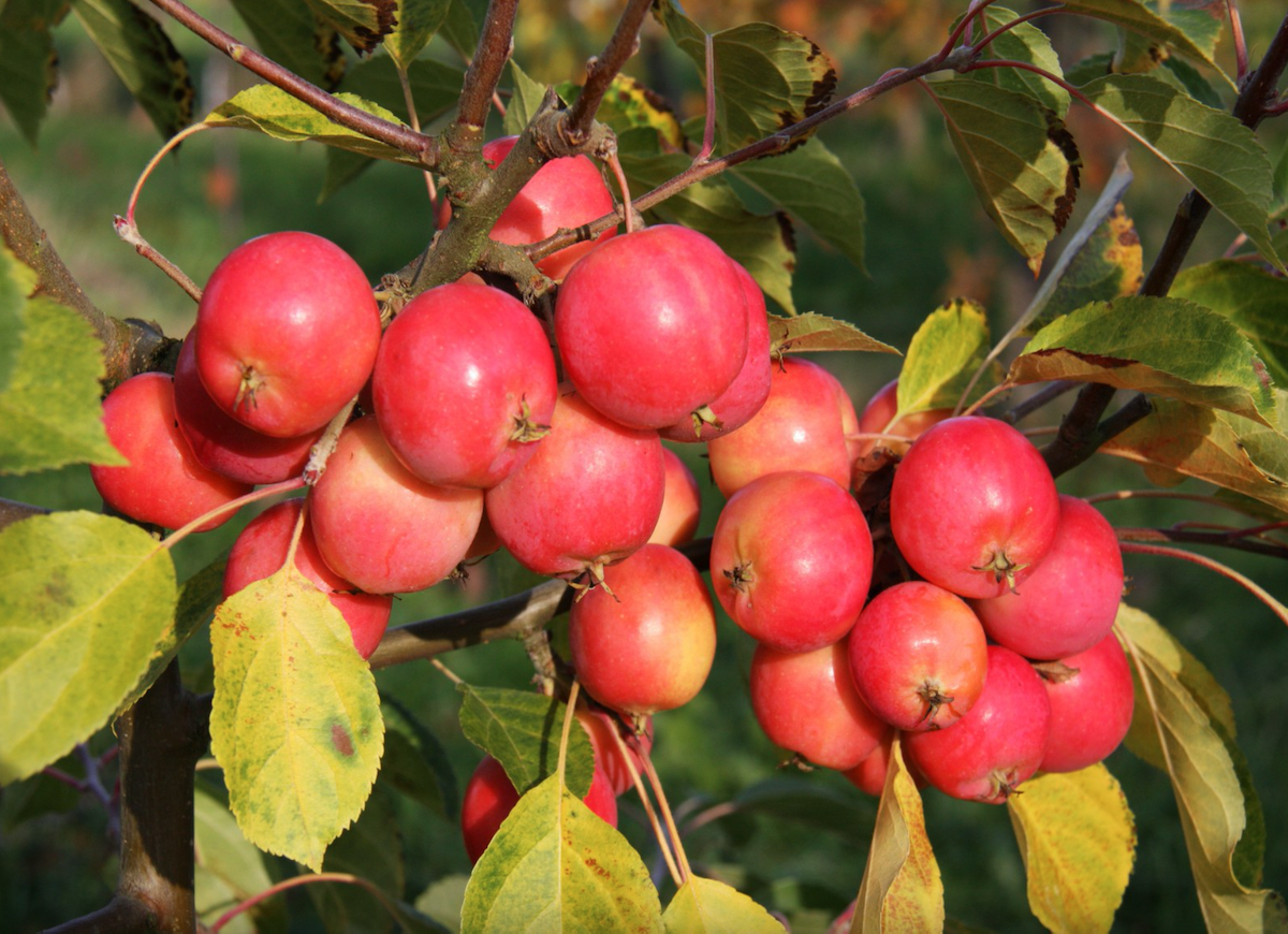 Мэджик стар сорт яблок фото 12 Stunning Dwarf Trees Perfect for Big or Small Yards Crab apple, Growing fruit