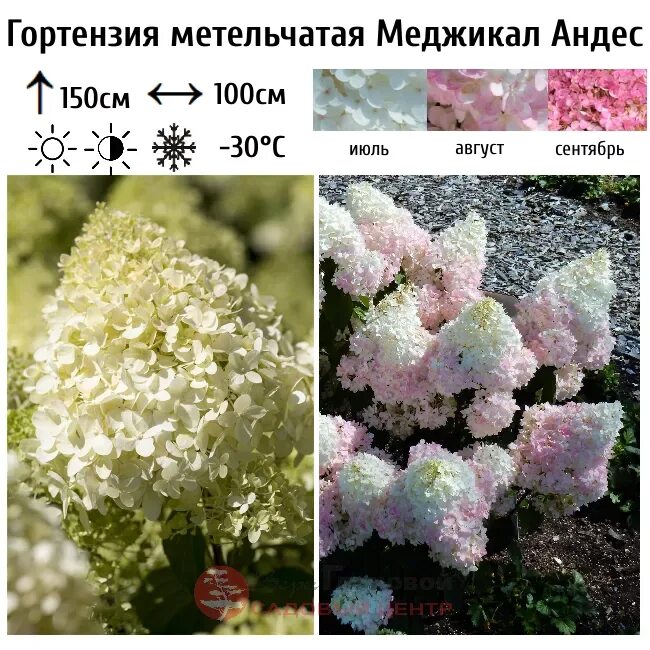 Меджикал андес гортензия метельчатая фото Гортензия метельчатая "Меджикал Андес" (Magical Andes) купить саженцы в интернет