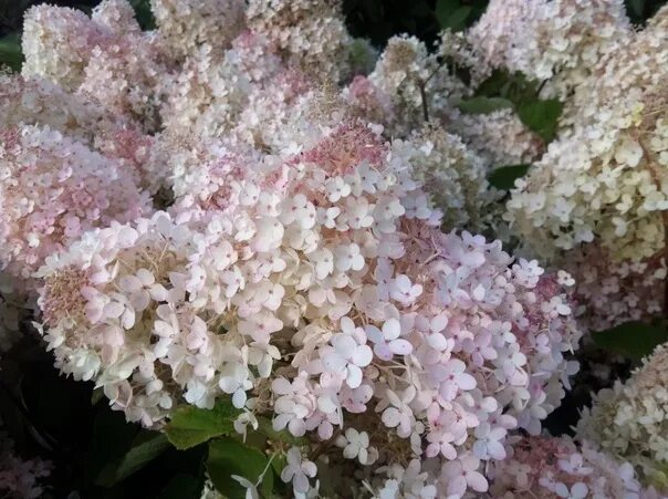 Меджикал андес гортензия метельчатая фото и описание Хотелки для сада!!! Делюсь с Вами своими желаниями и теми растюхами, которые хоч