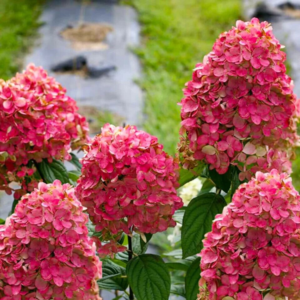 Меджикал фаер гортензия фото Гортензия метельчатая Мэджикал Файр Hydrangea paniculata Magical Fire (С7)