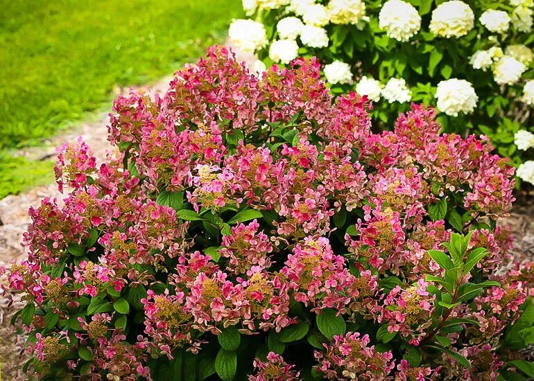 Мэджикал фаер гортензия метельчатая описание и фото Гортензии ШТАМБЫ: Hydrangea paniculata Little Quick Fire-Гортензия метельчатая Л
