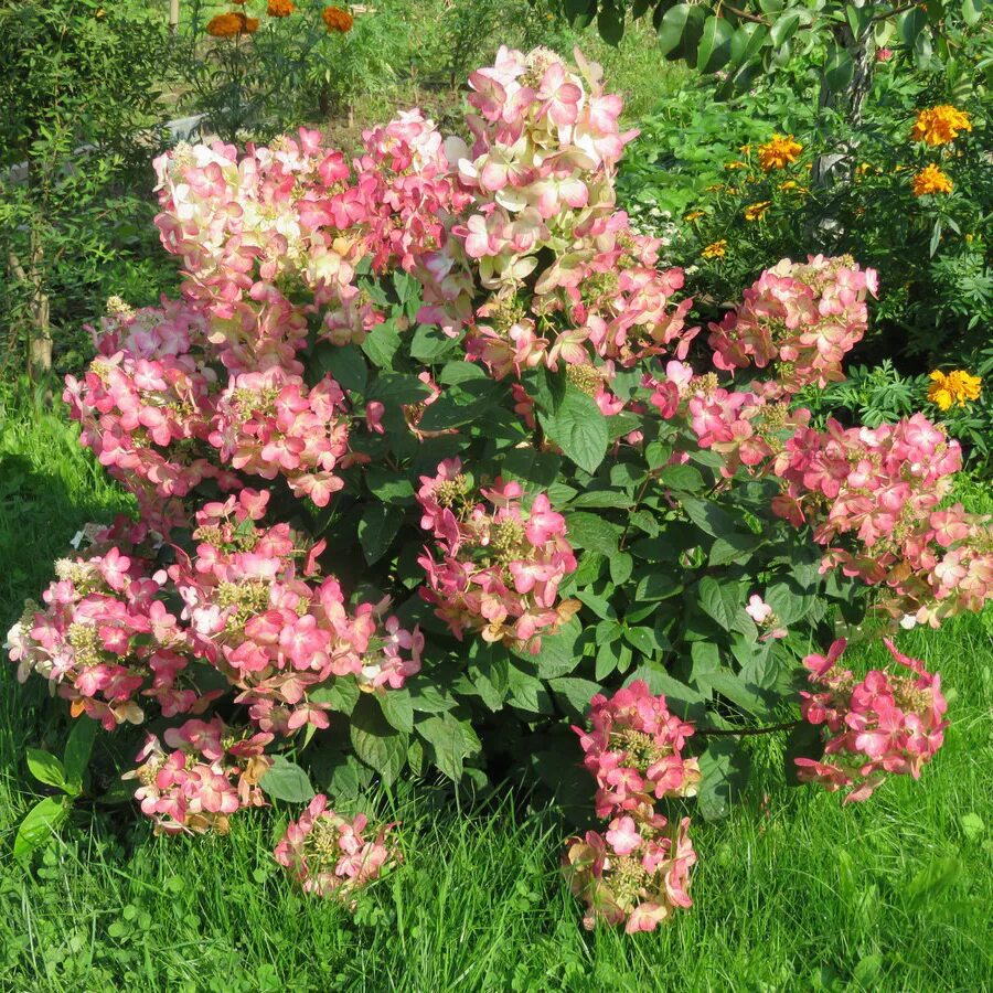 Меджикал фаер метельчатая гортензия фото Hydrangea paniculata magical vesuvio Фитостудия-63.ру
