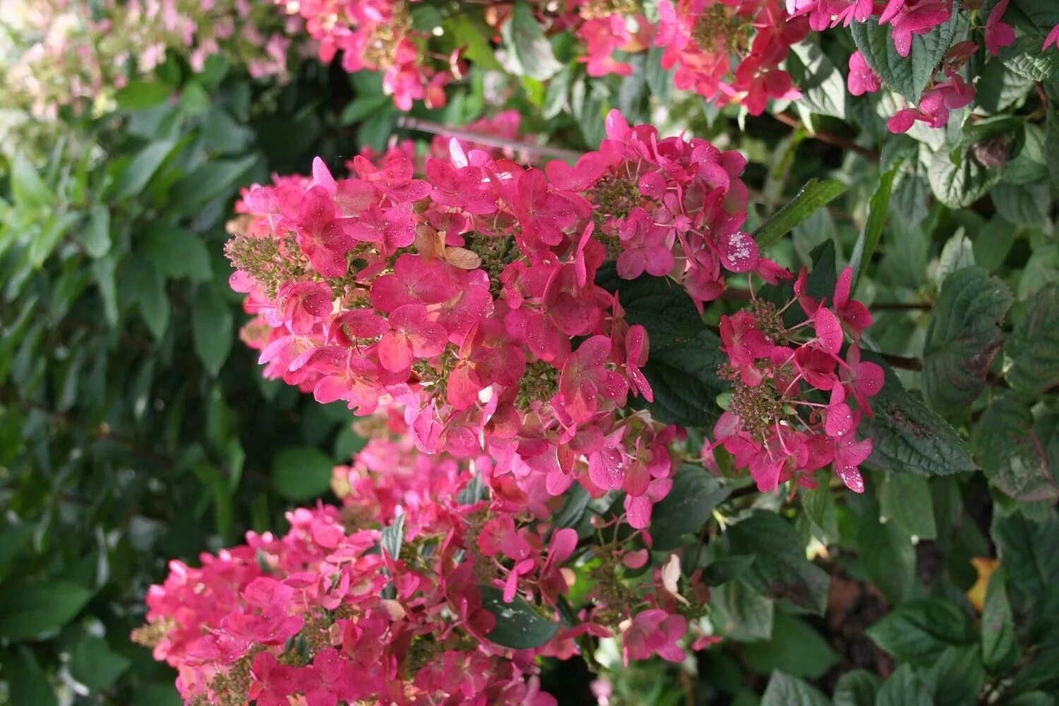 Меджикал файер фото гортензия Plants nouveau Hydrangea paniculata 'everlasting flame' Hydrangea paniculata, Hy