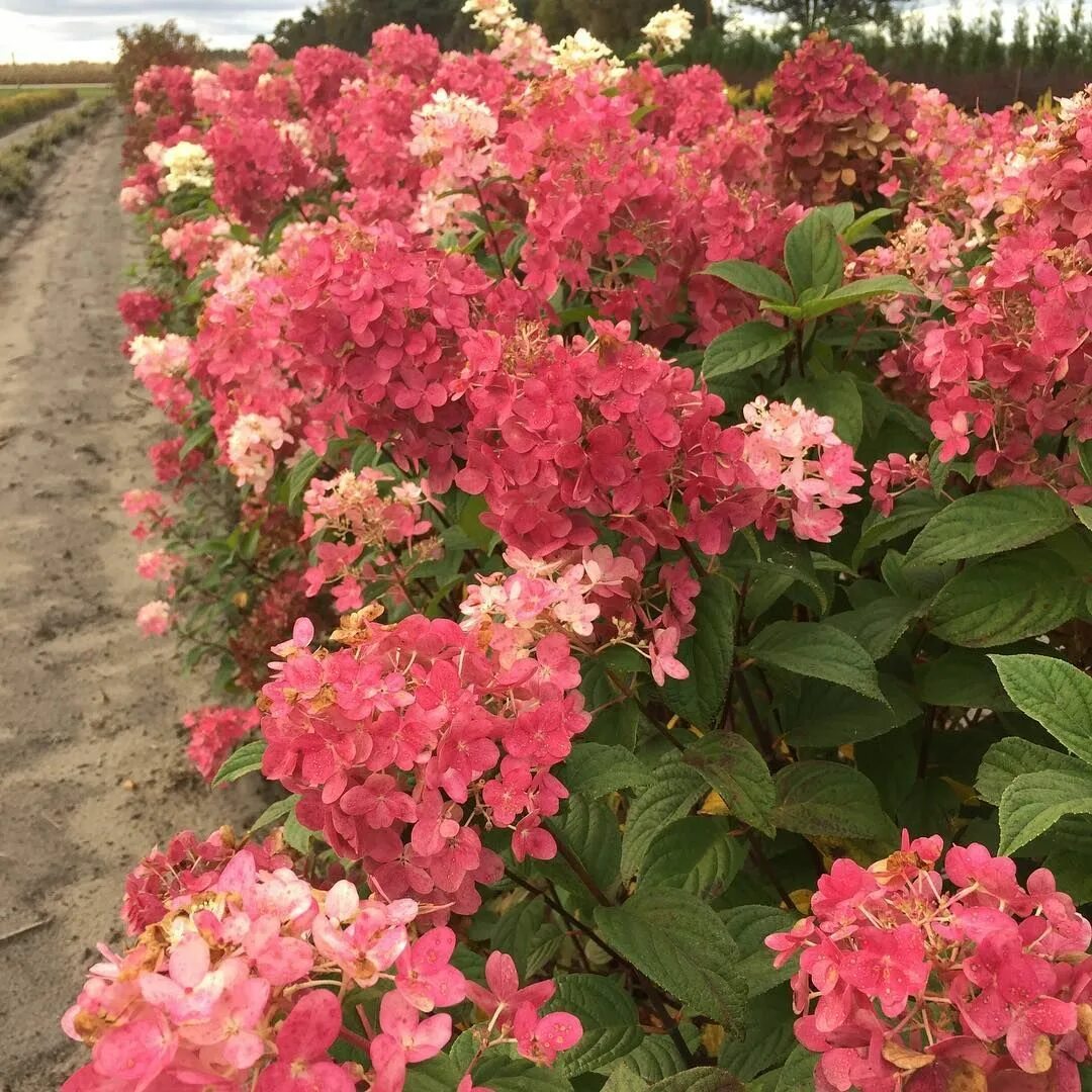 Меджикал файер фото гортензия Fire Light hydrangea in our fields is taking on some crazy color...how do you ev