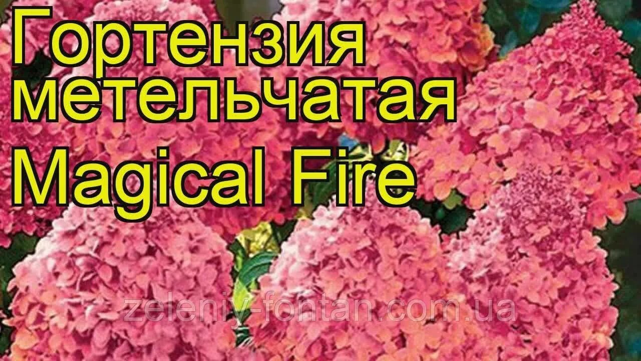 Меджикал файер гортензия фото и описание сорта Гортензия метельчатая магическое пламя Magical fire, цена 250 грн в Киеве - Prom