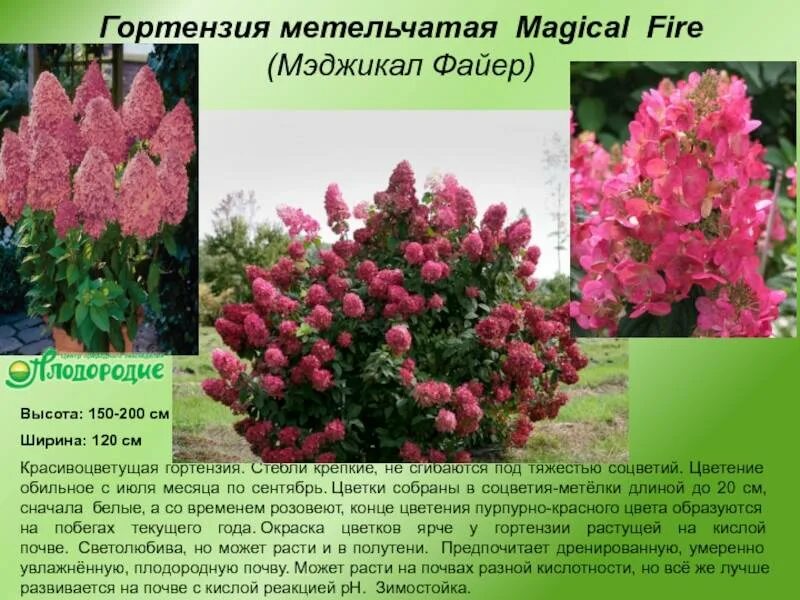 Мэджикал файер гортензия отзывы метельчатая фото Мэджикал файер гортензия метельчатая описание отзывы садоводов - Арт Минск.ру