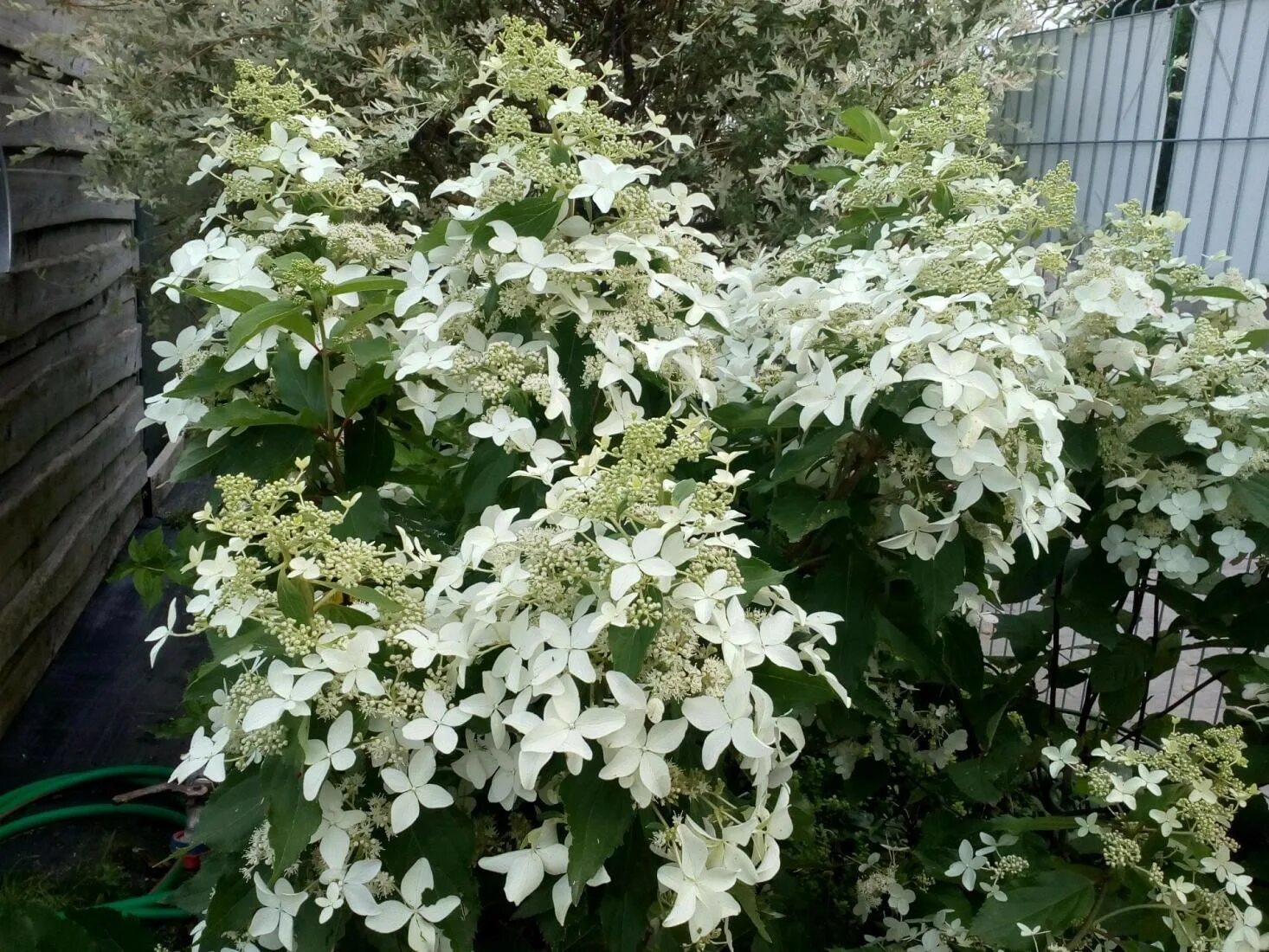 Меджикал гималаи гортензия метельчатая описание и фото Гортензия Hydrangea pan. Magical Starlight C5 Pa