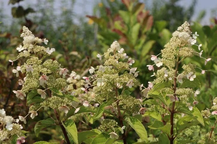 Меджикал гималаи гортензия метельчатая описание и фото Rispenhortensie 'Magical Himalaya' ® - Hydrangea paniculata 'Magical Himalaya' ®