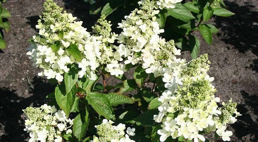 Меджикал гималаи гортензия метельчатая описание и фото Сорта гортензии метельчатой, самые красивые и устойчивые для посадки в саду Gard