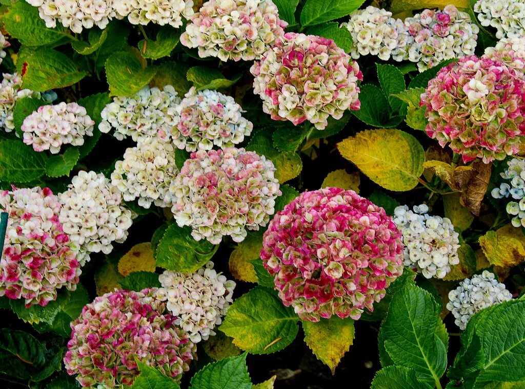 Меджикал гортензии фото Hydrangea - autumn colour 2019 H Magical Revolution Grenville Godfrey Flickr