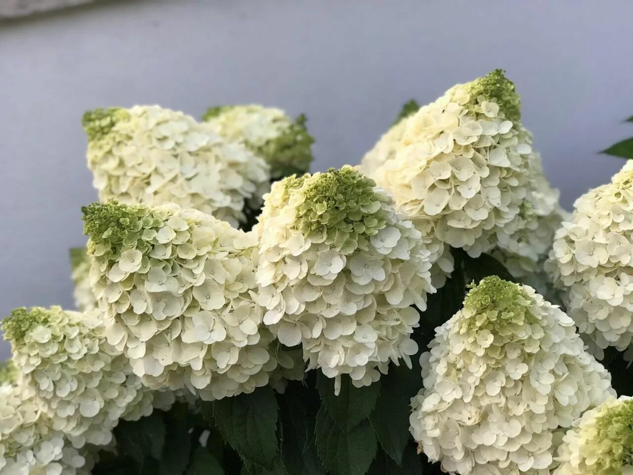 Меджикал гортензия фото и описание сорта Монблан (Hydrangea pan M Montblanc) -Гортензия метельчатая P9 - купить с доставк