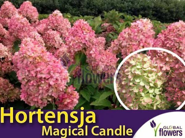 Меджикал кендел гортензии описание и фото Hortensja Bukietowa MAGICAL CANDLE ® (Hydrangea paniculata) Sadzonka C2 Hydrange