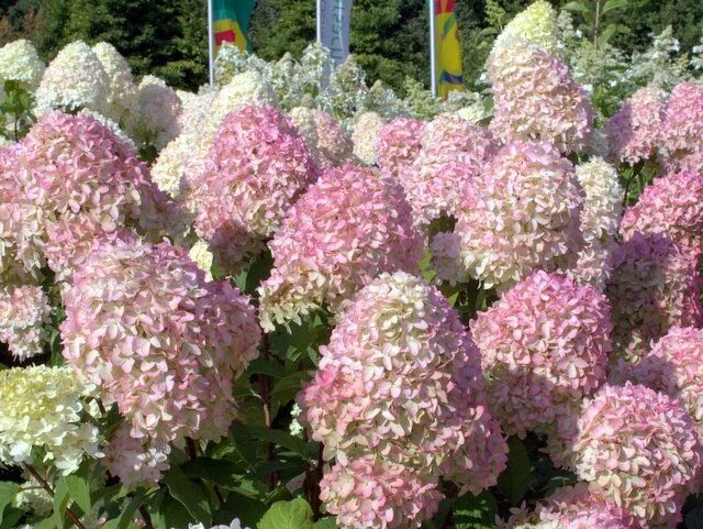 Меджикал кендел гортензии описание и фото Hydrangea paniculata 'Magical Candle' Hydrangea paniculata, Flowering shrubs, Hy