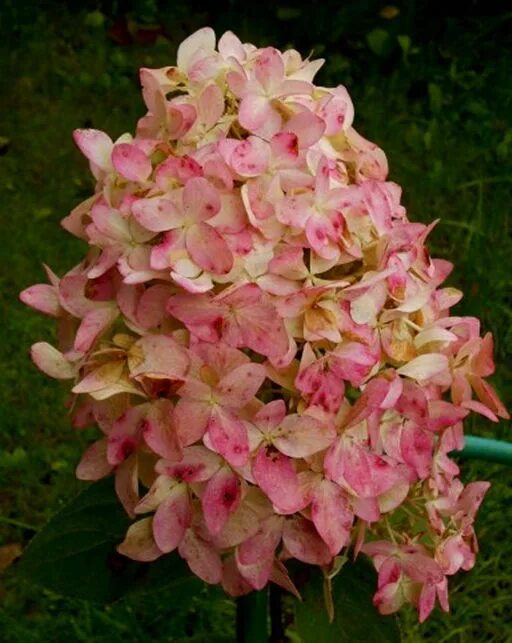 Меджикал кендел гортензии описание и фото Гортензия метельчатая Magical Candle