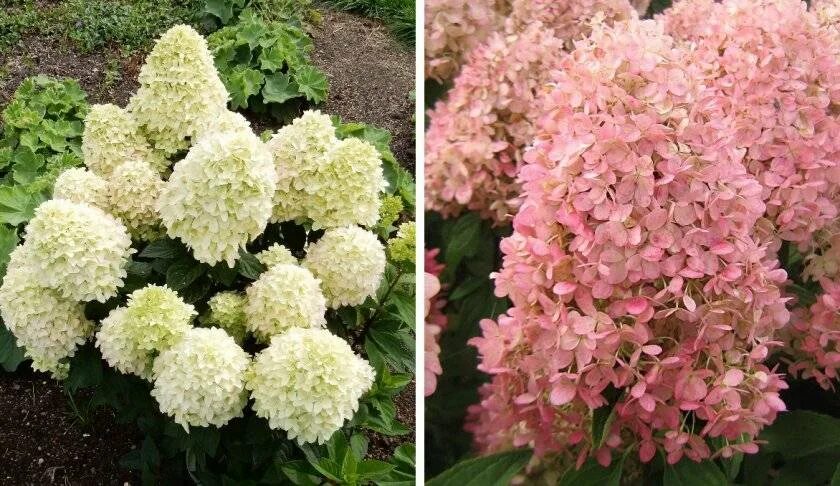 Меджикал кендел гортензии описание и фото Гортензия Мэджикал Кэндл (Hydrangea Paniculata Magical Candle) - описание