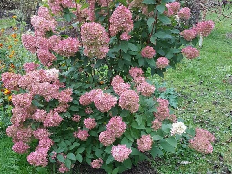 Меджикал кэндл гортензия метельчатая описание и фото Гортензия Мэджикал Кэндл (Hydrangea Paniculata Magical Candle) - описание