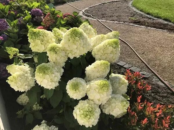 Меджикал килиманджаро гортензии описание и фото Гортензия метельчатая "Magical Mont Blanc" (Мэджикал Монт Бланк): купить саженцы