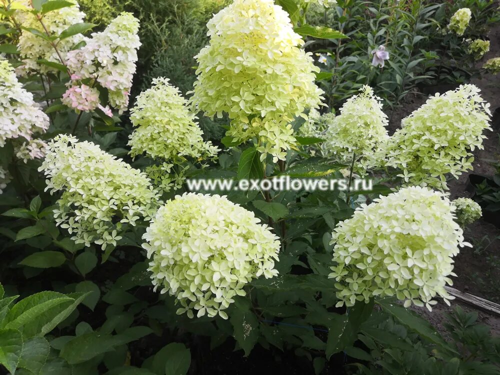 Меджикал лайм спаркл гортензия метельчатая фото Гортензия Magical Lime Sparkle Магазин EXOTFLOWERS