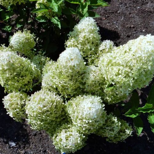 Меджикал лайм спаркл гортензия метельчатая фото Hydrangea pan. Magical Lime Sparkle C2 (10-20). Гортензия