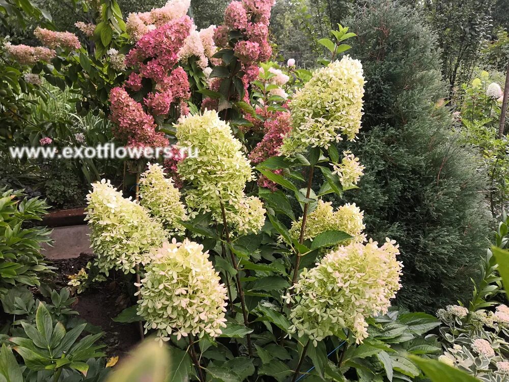 Меджикал лайм спаркл гортензия метельчатая фото Гортензия Magical Lime Sparkle Магазин EXOTFLOWERS