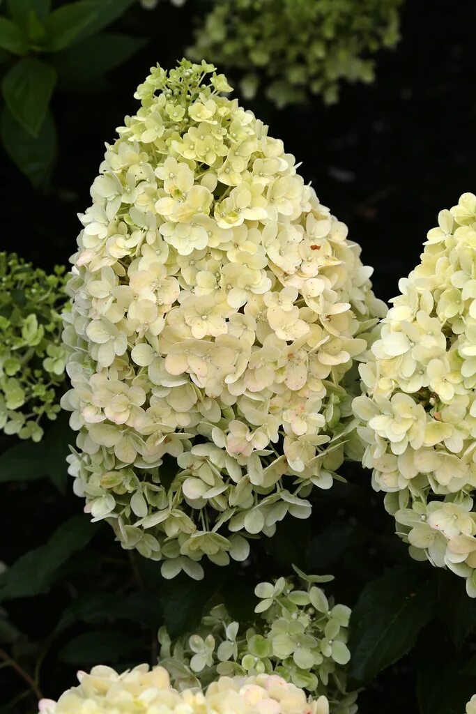 Меджикал маттерхорн метельчатая гортензия фото Hydrangea pan. Magical Matterhorn Meer informatie? Kijk op. Flickr