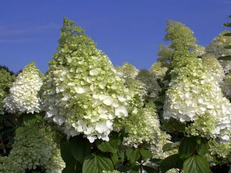 Меджикал мунлайт гортензия метельчатая фото Hydrangea paniculata 'Magical Moonlight ®'