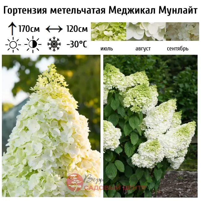 Меджикал мунлайт гортензия метельчатая описание и фото Гортензия Мэджикал Мунлайт: купить саженцы в интернет-магазине питомника Веры Гл