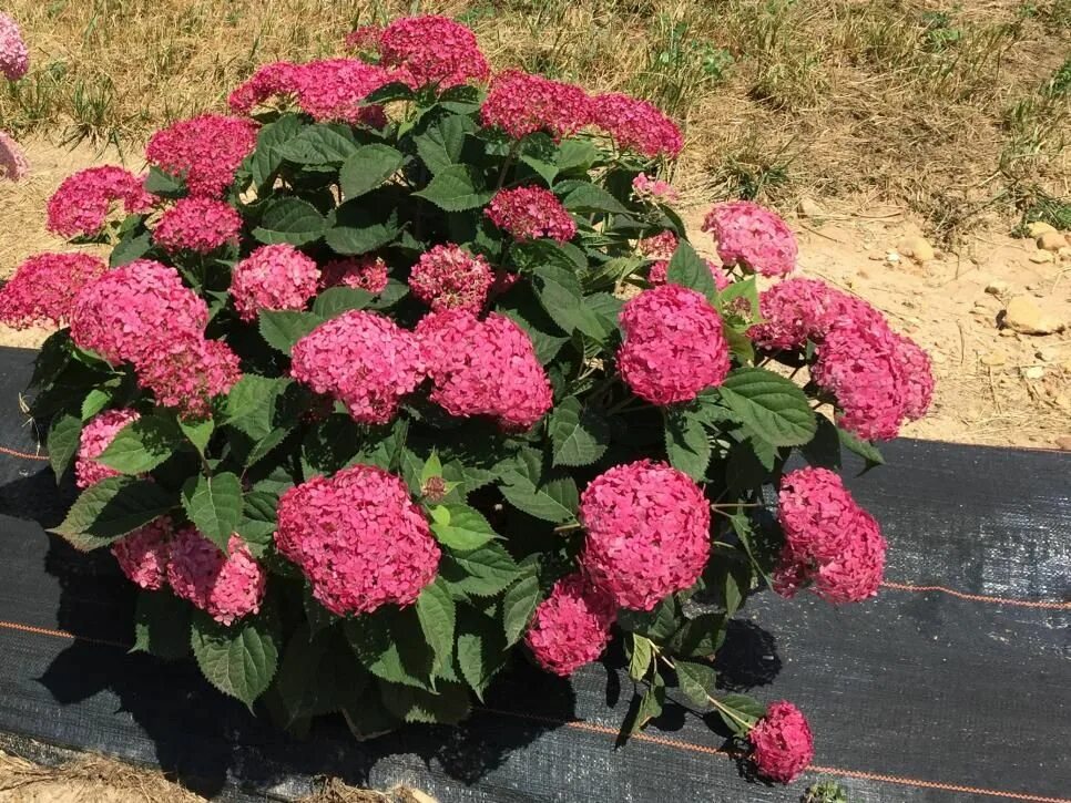 Меджикал пинкербелл древовидная гортензия описание и фото Which Mulch is Best for Your Yard? Гортензия, Ландшафтный дизайн, Растения
