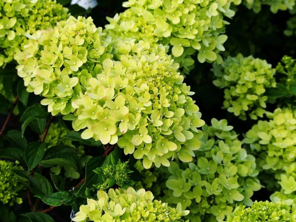 Мэджикал спаркл гортензия описание и фото Гортензия метельчатая Magical Lime Sparkle * Цветник54