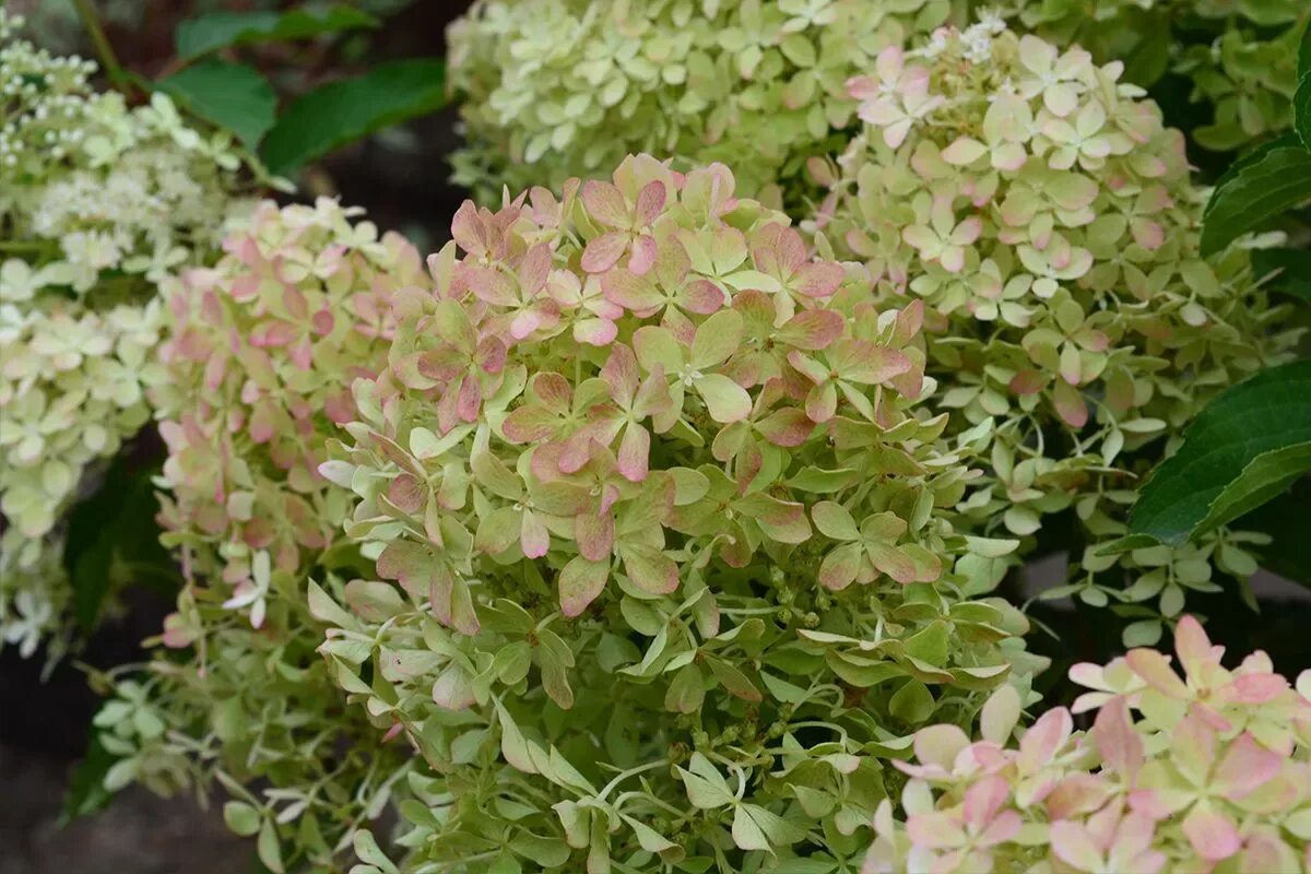 Мэджикал спаркл гортензия описание и фото Гортензия метельчатая "Magical Lime Sparkle" (Мэджикал Лайм Спаркл): купить саже