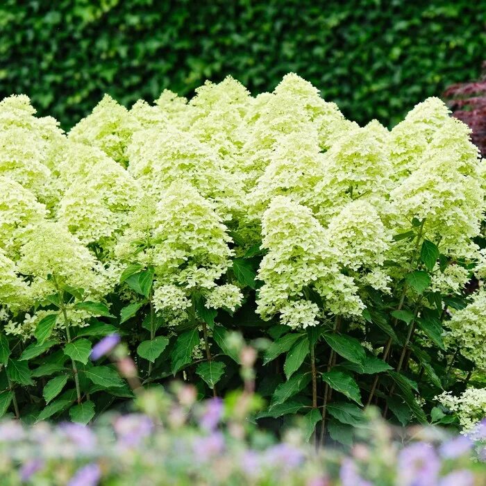 Мэджикал спаркл гортензия описание и фото Саженец Гортензия "pan. Magical Lime Sparkle", ОКС, 2-3 ветки, Лето 2024 (105216