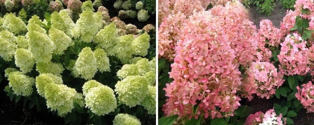 Мэджикал спаркл гортензия описание и фото Гортензия&nbsp;метельчатая Magical Lime Sparkle С5